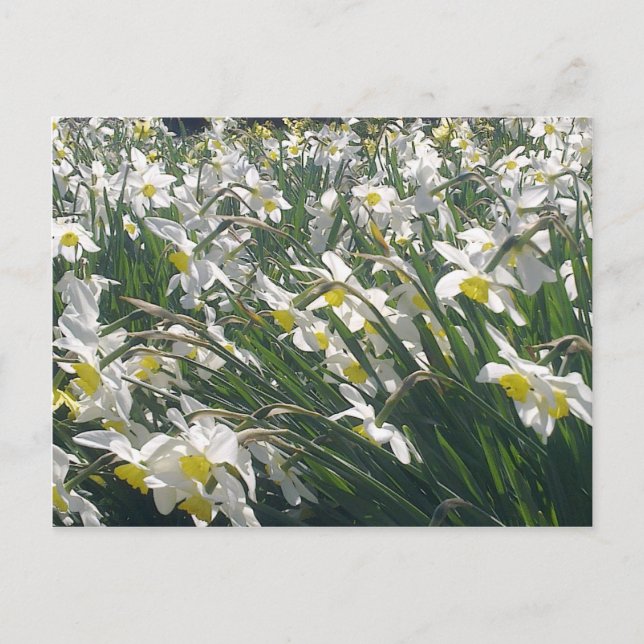 White Daffodils Postcard (Front)
