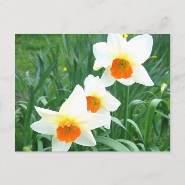 White daffodils - Postcard (Front)