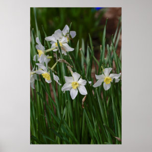 white daffodils poster
