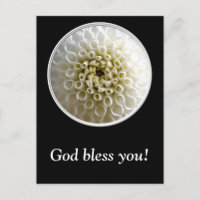 White Dahlia Close-up