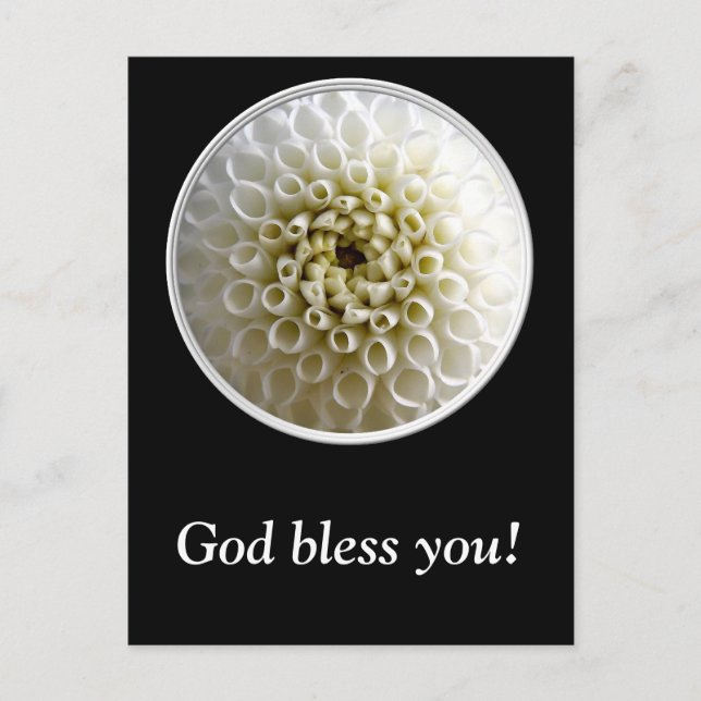 White Dahlia Close-up Postcard (Front)