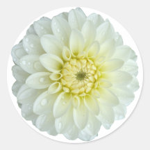 White Dahlia Flower 