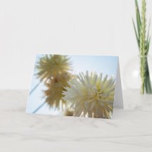 White Dahlia Happy Hanukkah