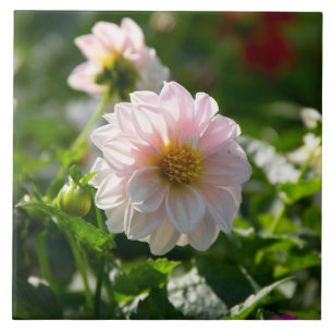 White dahlia in the garden photo ceramic tile