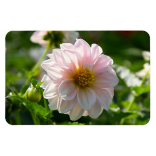 White dahlia in the garden photo magnet