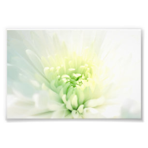 White Dahlia With a Soft Green Centre Photo Print