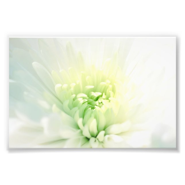 White Dahlia With a Soft Green Centre Photo Print (Front)