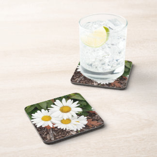 White Daises Coasters