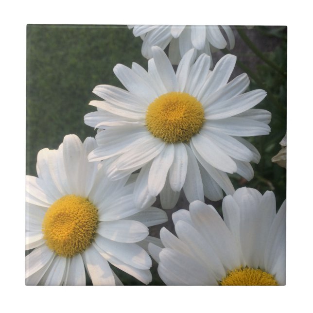White Daisies Ceramic Tile (Front)