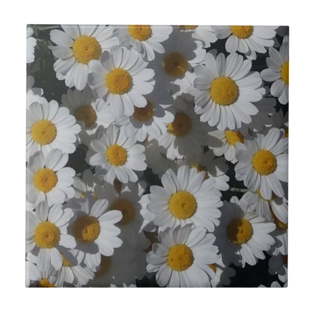 White Daisies Ceramic Tile (Front)