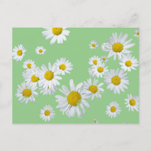 White Daisies Cust. Colour DIY Postcard