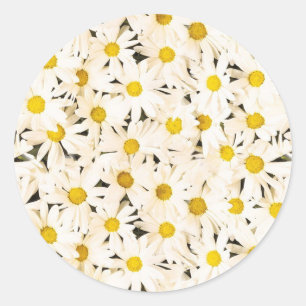 White Daisies Custom Blank Trendy Elegant Template Classic Round Sticker