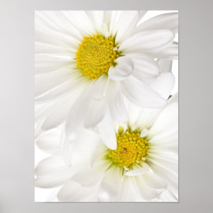 White Daisies - Customised Daisy Flower Template Poster