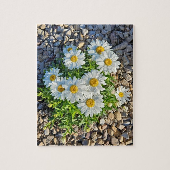 White Daisies Growing in Gravel Jigsaw Puzzle (Vertical)