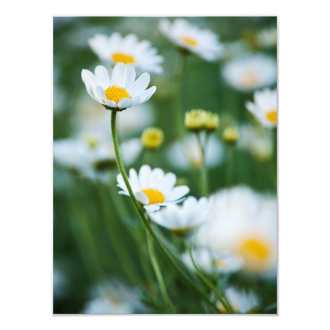 White Daisies in a Field - Customised Daisy Photo Print (Front)