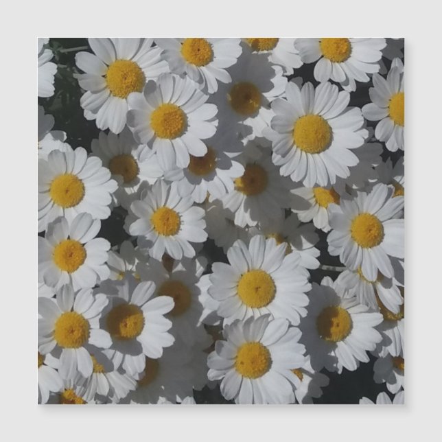 White Daisies Magnetic Card (Front)