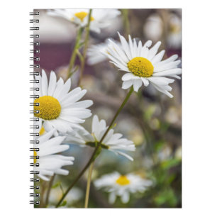 White daisies notebook