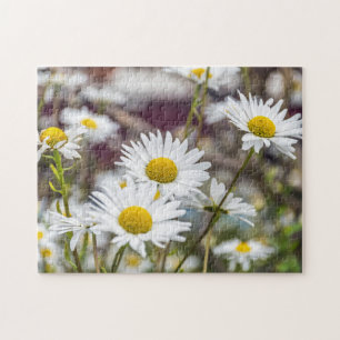White daisies photo puzzle