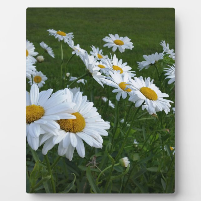 white daisies plaque (Front)