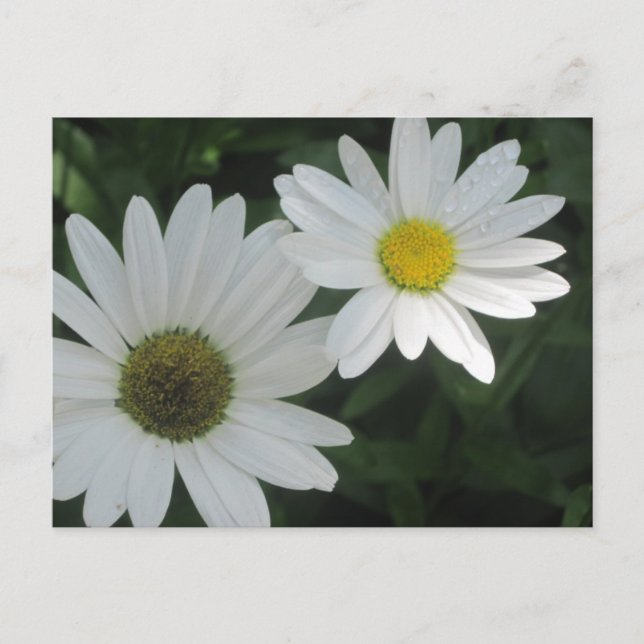 White Daisies Postcards (Front)