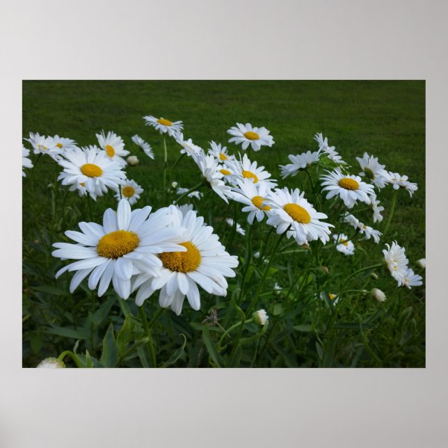 white daisies poster (Front)