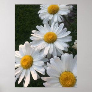 White Daisies Poster