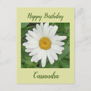 White Daisy Birthday Postcard