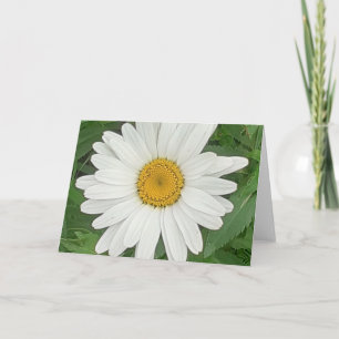 White Daisy Card