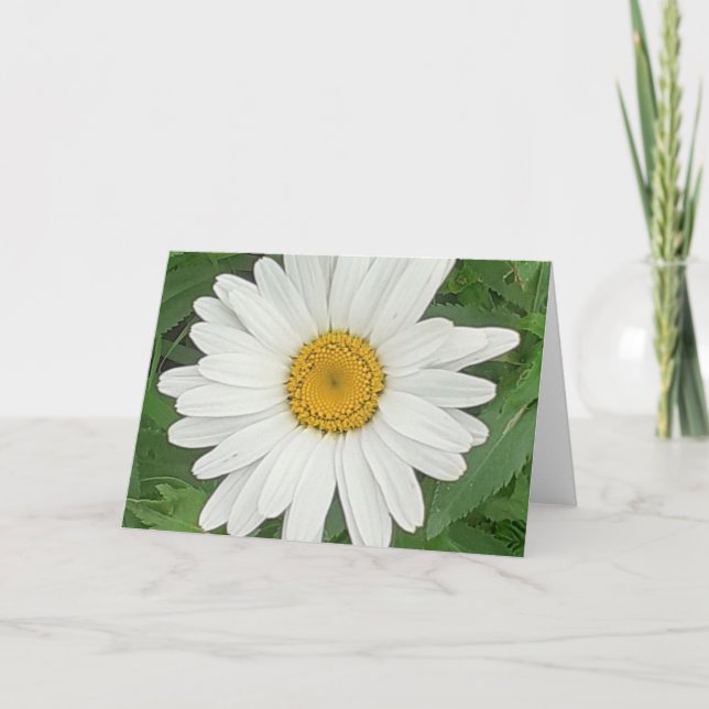 White Daisy Card (Front)