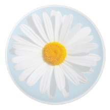 white daisy
