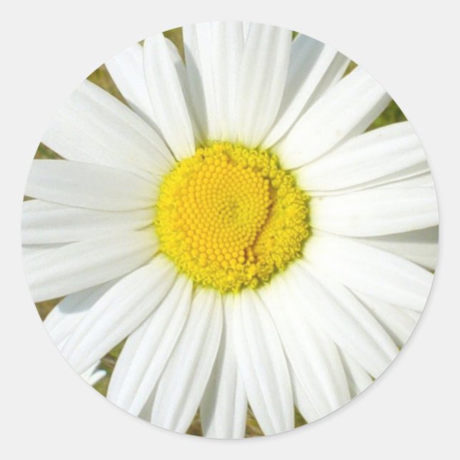 White Daisy Classic Round Sticker (Front)