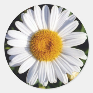 white daisy classic round sticker