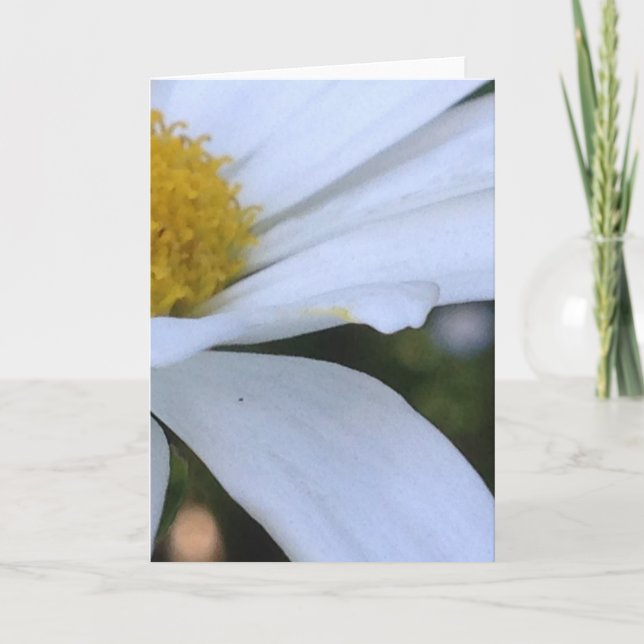 White Daisy Closeup Blank Greeting Card (Front)