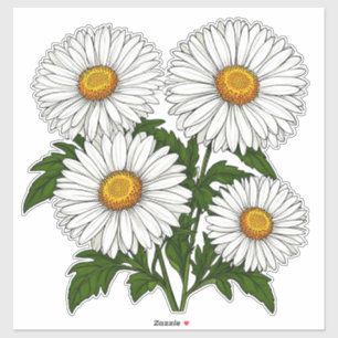 White Daisy Cluster