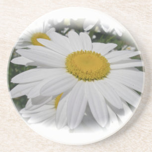 White Daisy Coaster