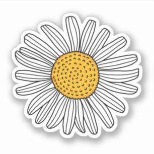 White daisy drawing