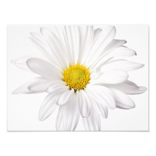 White Daisy Flower Background Customised Daisies Photo Print