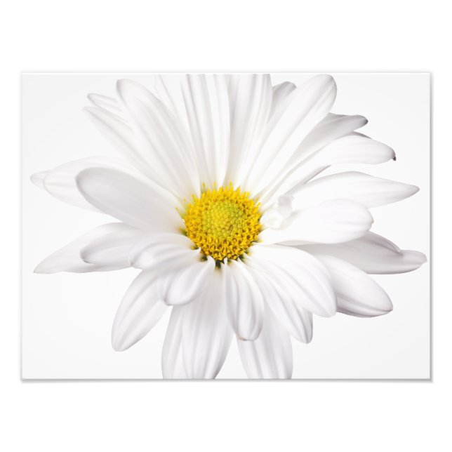 White Daisy Flower Background Customised Daisies Photo Print (Front)