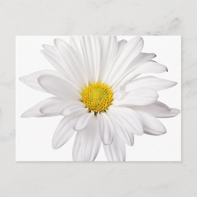 White Daisy Flower Background Customised Daisies Postcard (Front)