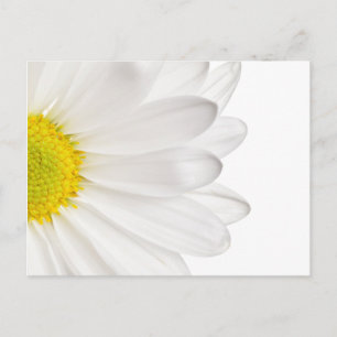 White Daisy Flower Background Customised Daisies Postcard