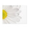 White Daisy Flower Background Customised Daisies