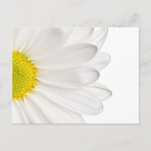 White Daisy Flower Background Customised Daisies Postcard (Front)