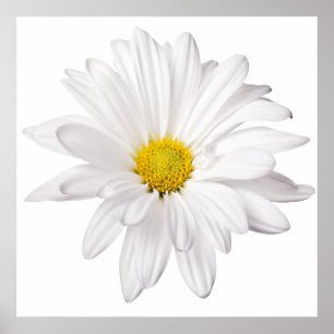 White Daisy Flower Background Customised Daisies Poster