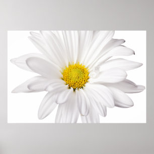 White Daisy Flower Background Customised Daisies Poster