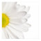 White Daisy Flower Background Customised Daisies