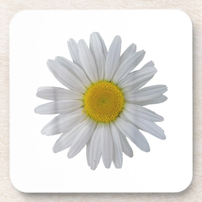 White daisy flower, blooming daisy, blooms, flower coaster (Front)
