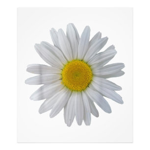 White daisy flower, blooming daisy, blooms, flower photo print