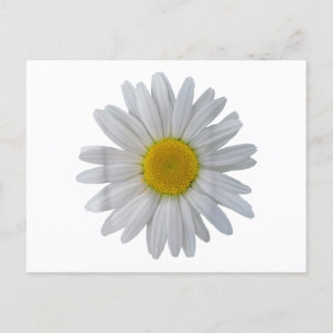 White daisy flower, blooming daisy, blooms, flower postcard