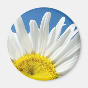 White Daisy Flower magnet Daisies Flowers Floral