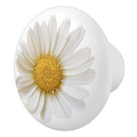 White Daisy Flower on White Background